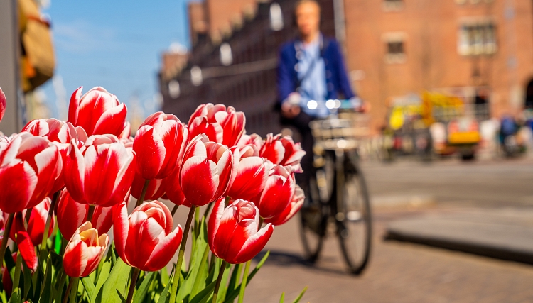 Lepiej zmień plany. Amsterdam chce mniej turystów