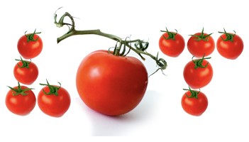 Felieton: Gra w pomidora czyli komunikacja LOT-u i PGL
