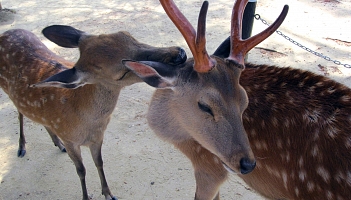 Rośnie liczba ataków jeleni na turystów w Japonii